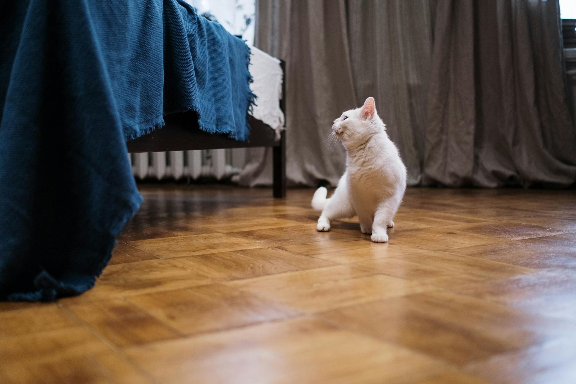 What Are the Best Cat Proof Curtains for Pet Friendly Homes